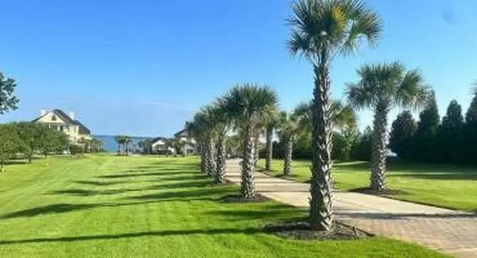 Palm Tree Care Services palm tree care services for South Carolina properties